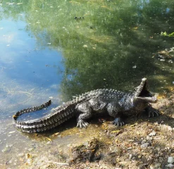 Statues & Sculptures Reptiles-Baby Crocodile Bronze Metal Garden Ornament