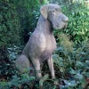 Statues & Sculptures Dogs-Great Dane Male Dog Stone Garden Statue