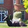 Statues & Sculptures Stags & Deers-Laying Deer Stag Bronze Metal Garden Statue