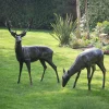 Statues & Sculptures Stags & Deers-Wild Stag & Doe Life-Size Bronze Garden Statues